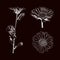 Vector white chalk drawn flowers set isolated on black background, hatch drawings.