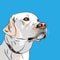 Vector white dog breed Labrador Retriever