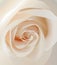 Vector white rose closeup