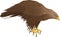 Vector white-tailed eagle illustration