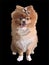 Vector whole body portrait of a dog breed Pomeranian Spitz .