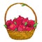 Vector wicker basket with outline whole Pomegranate fruit and green leaf isolated on white. Drawing of Pomegranate harvest.