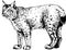 Vector wild cats lynx illustration