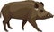 Vector wild hog boar mascot