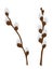 Vector willow twigs isolate. Cartoon flat style. White background.