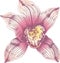Vector wonderful pink orchid hand-drawn in graphic and real-style at the same time. Delicate colors: pink, purple