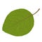 Vector wood leaf.