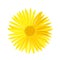 Vector yellow daisy flower isolated on white background. Spring-yellow chamomile.