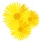 Vector yellow daisy flower isolated on white background. Spring-yellow chamomile.