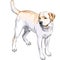 vector Yellow gun dog breed Labrador Retriever