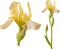 Vector yellow iris.