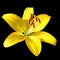 Vector yellow lily on black