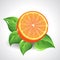 Vector yummy orange on white background with green