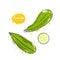 Vector zucchini hand drawn illustration in the style of engraving. Detailed vegetarian food drawing. Farm market product