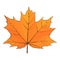 Vectorized hand drawn illustration of red maple leaf