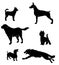 Vectors silhouettes of dogs
