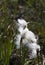 Veenpluis, Common Cottongrass, Eriophorum angustifolium