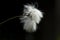 Veenpluis, Common Cottongrass, Eriophorum angustifolium