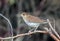 Veery bird Catharus fuscescens Canada
