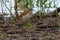 Veery - Catharus fuscescens