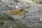 Veery (Catharus fuscescens fulginosa)