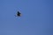 Vega Gull flying on the blue sky. Wild seabird in natural environment