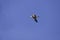 Vega Gull flying on the blue sky. Wild seabird in natural environment