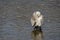 Vega gull preening.