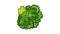 Vegan broccoli icon animation