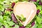 Vegan concept or diet with text space green salad leaves background and heart shaped plate.