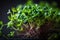 vegan raw healthy food sprout microgreens Generative AI
