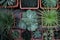 Vegetable background. Assorted cacti in square pots, flat lay, selective focus