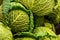 Vegetable background cabbage savoy basil whole head green openwork leaf close-up