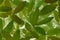 Vegetable background from the leaves of honeysuckle. Natural green wallpaper made of fruit shrub foliage. Inverted mystical