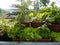 Vegetable on balcony home horticulture