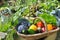 Vegetable basket in garden