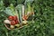 Vegetable Basket Surrounded By Clover