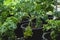 Vegetable bed boxes with soil in the cafe organic garden