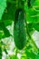 Vegetable bed. Cucumber Latin: Cucumis sativus close-up. Cucumbers - an annual herbaceous plants of the Cucurbitaceae family