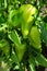 Vegetable beds garden. Green Bulgarian peppers or Bell peppers Latin: Capsicum annuum. Ripening peppers in a greenhouse, close