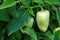 Vegetable beds garden. White Bulgarian pepper or Bell pepper Latin: Capsicum annuum close up. Ripening pepper in a greenhouse