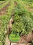 Vegetable beds, organic farm product