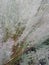 Vegetable blurred green silvery background from wild wild oats grass, panicles seeds,