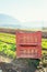 Vegetable box on agriculture field