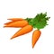 Vegetable carrot juicy with greens. Vector illustration.