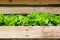 Vegetable - Close up Green Leaf Lettuce in wood tray