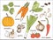 Vegetable color vector set