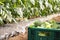 Vegetable crates from the garden