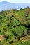 Vegetable crops on the hilly fields