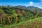 Vegetable crops on the hilly fields. Java, Indonesia